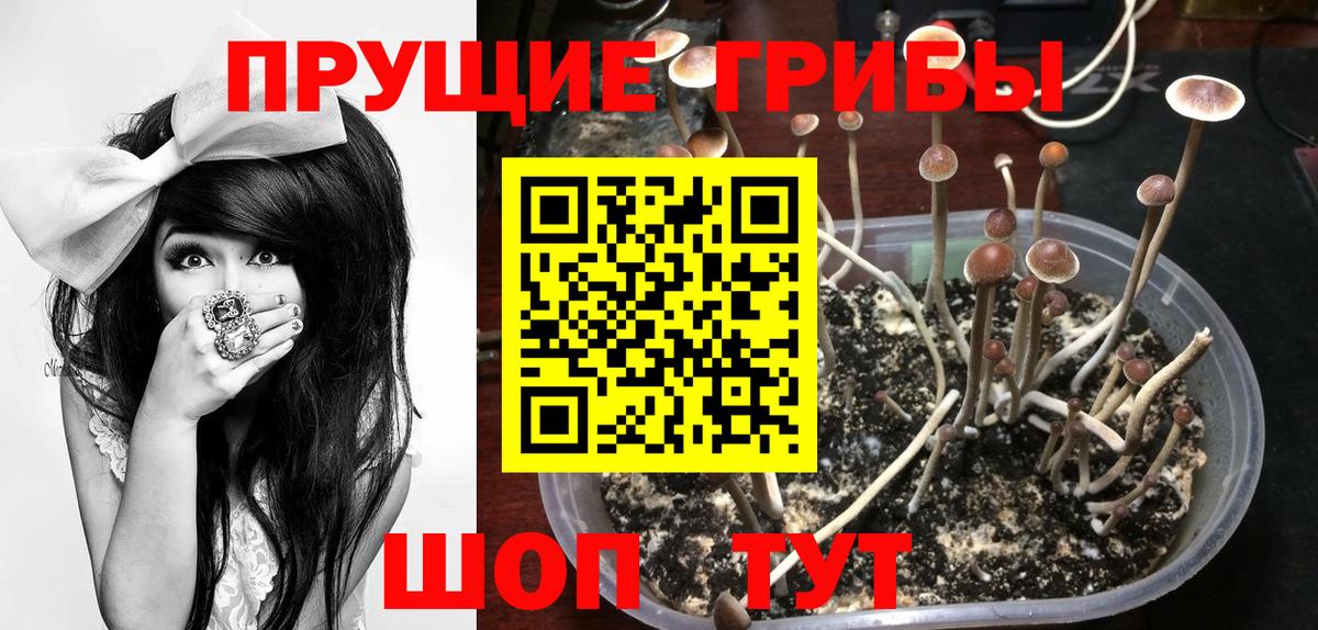 Грязи  Галлюциногенные грибы прущие грибы  Вход с VPN 
